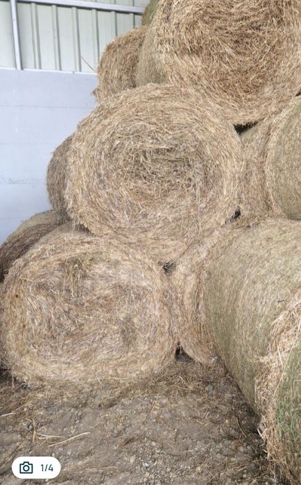 Vând baloti de lucerna!