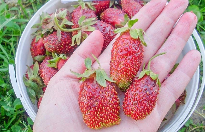 Рассада клубники сорт Купчиха