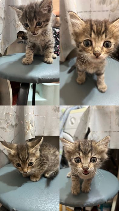 отдам котят в добрые руки (мальчики)