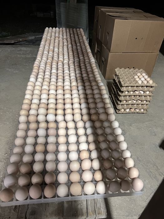 Суточный цыплята бройлера