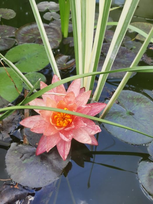 Водна лилия Wanvisa Уанвиза ,Alba,Жълта