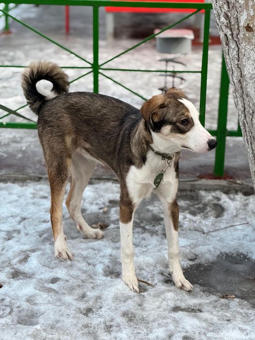 Пристраивается срочно!