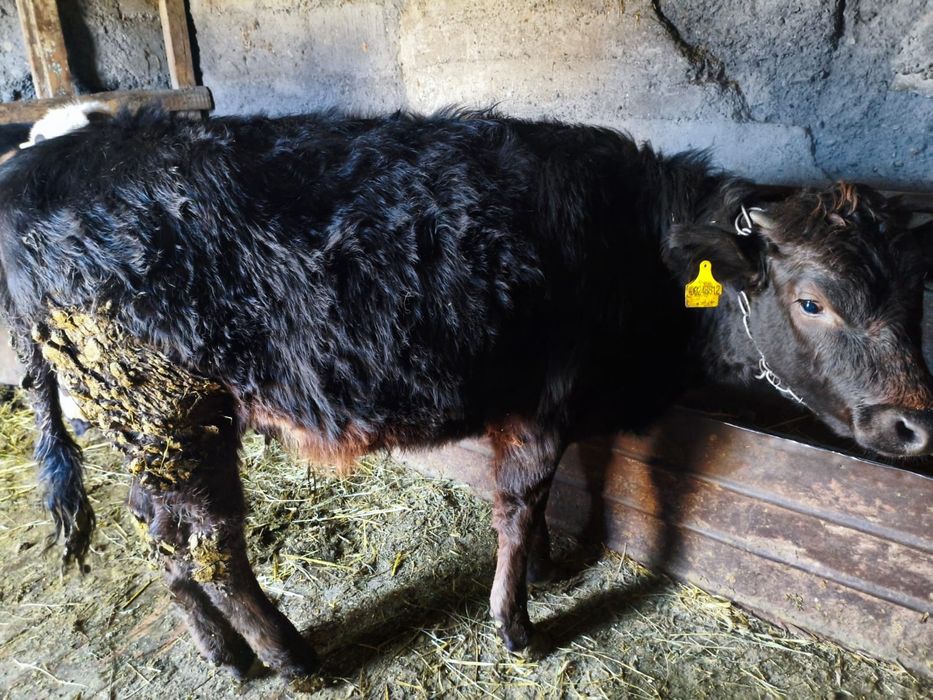 Продам бычка и телку