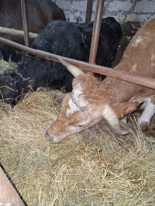 Vacă bălțată la al 2-lea vițel