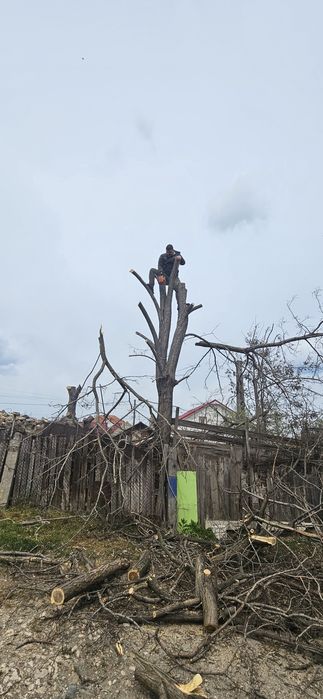 Închiriere tocator crengi