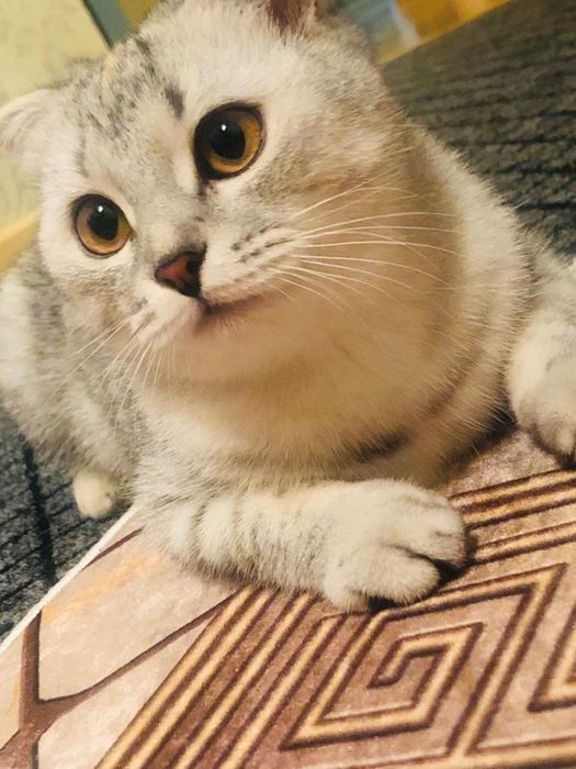 Шотландская вислоухая кошка