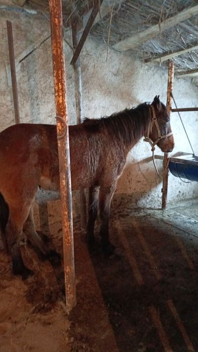 Құнан айғыр сатылады