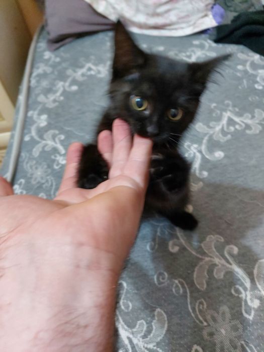 Котёнок 3 месяца