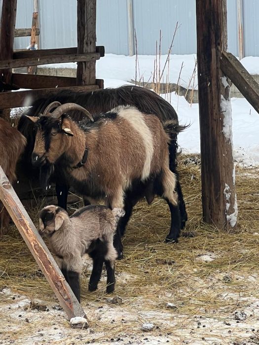 Capra de lapte+ieduț
