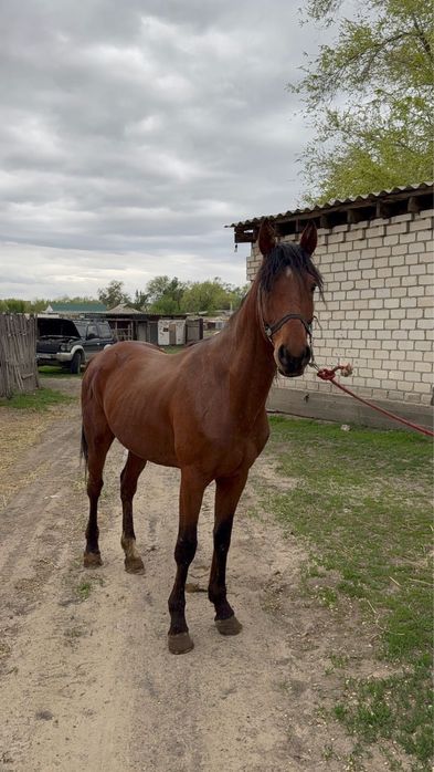 Айгыр сатам продам жеребца