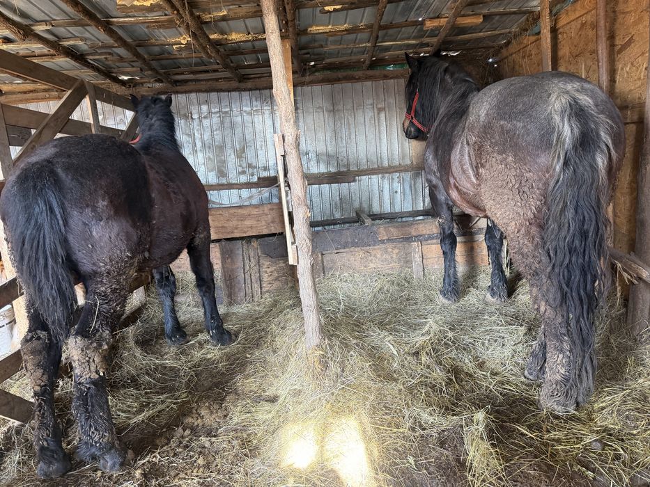 Vând mânz semigreu/ greu