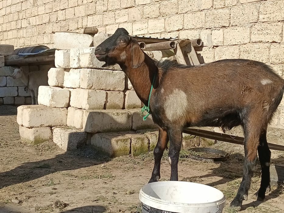 Англо Нуби Теке сатылады
