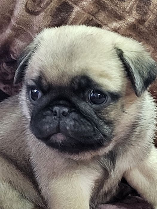 Продам щенков мопса