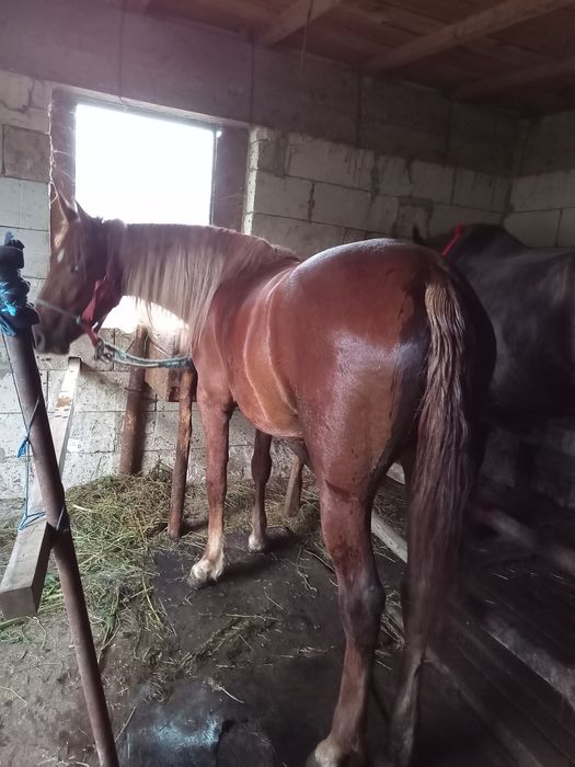 Vând mânză învățată