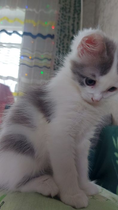 Отдам в добрые руки