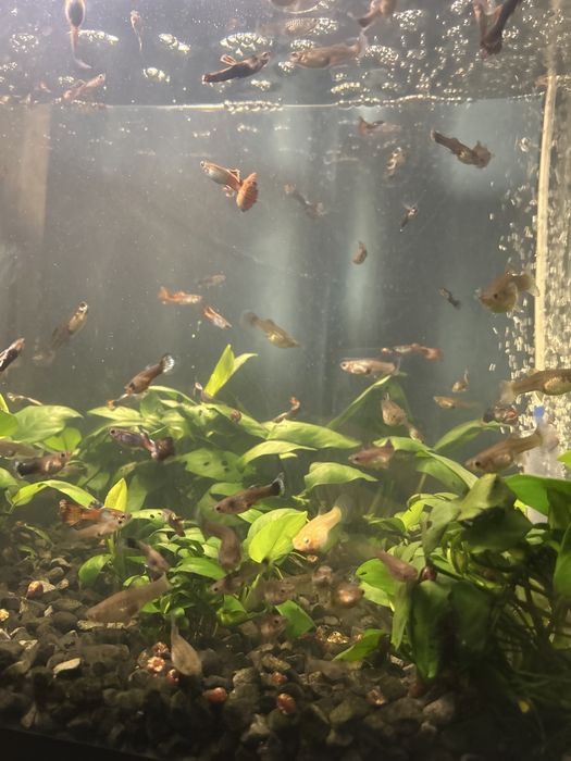 Гуппи рыбки самки самцы