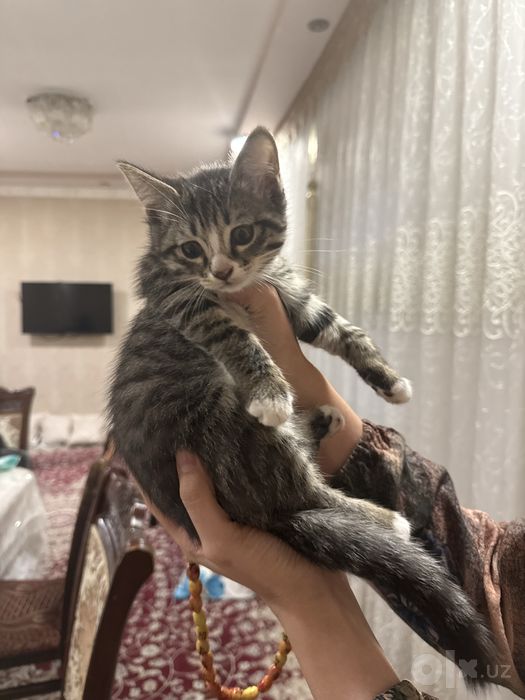 Котята 2 месяца — бесплатно в добрые руки