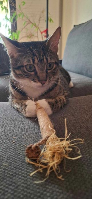 Pisică tânără sub 2 ani • Femelă tigrată, foarte blândă și iubitoare • Sterilizată • Adopție în București • Numele ei este Hera!
