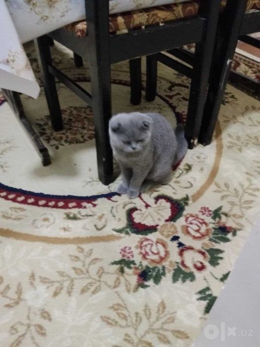 Mushuk 8 oylik chiroyli