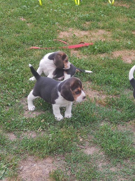 Disponibil beagle tricolor