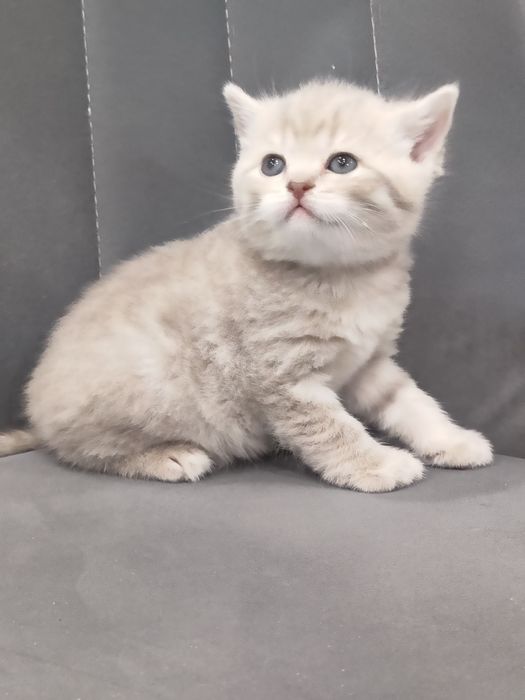 Продам британскую девочку