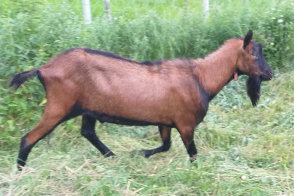 Tap alpin francez 2,5 ani