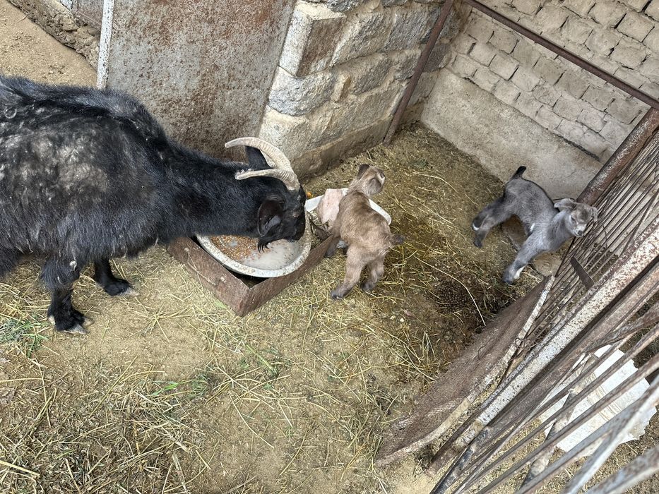 Орыс ешкі лақтарымен сатылады