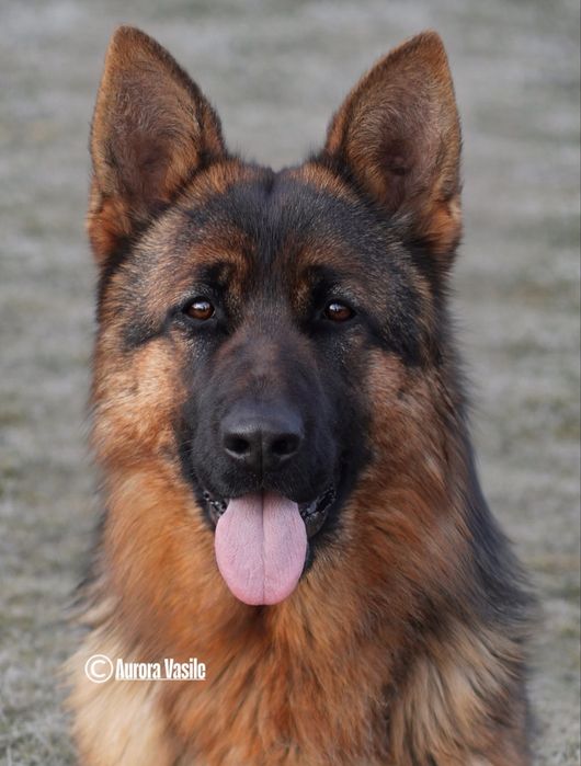 Femela Ciobanesc German cu pedigree de elită