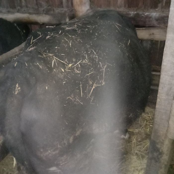 Корова с откорма