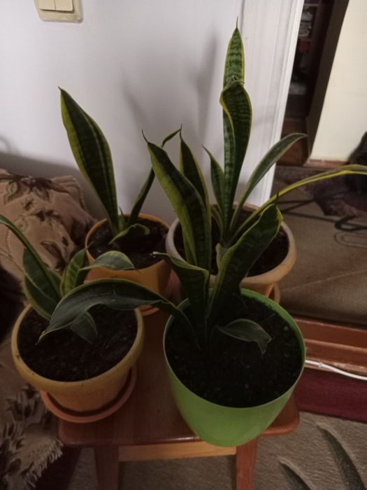 Продам сансевьерии-освежители воздуха