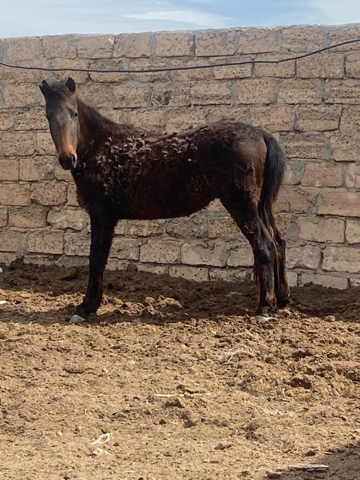 Жылқылар сатылады бие , құнан