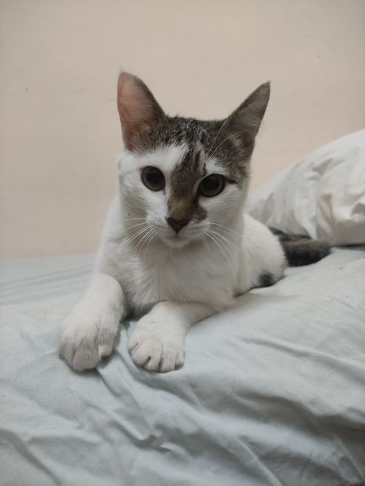 Кошечка в хорошие руки