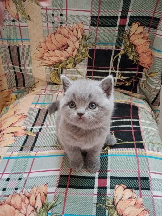 Продаются Котята