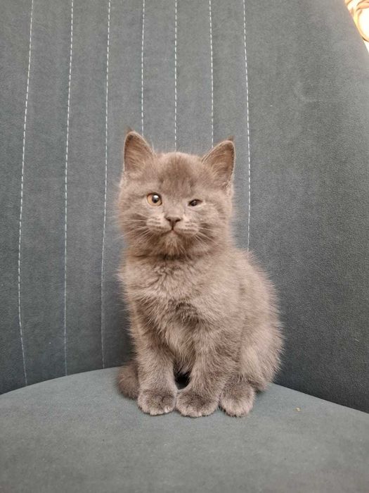 Британские котята