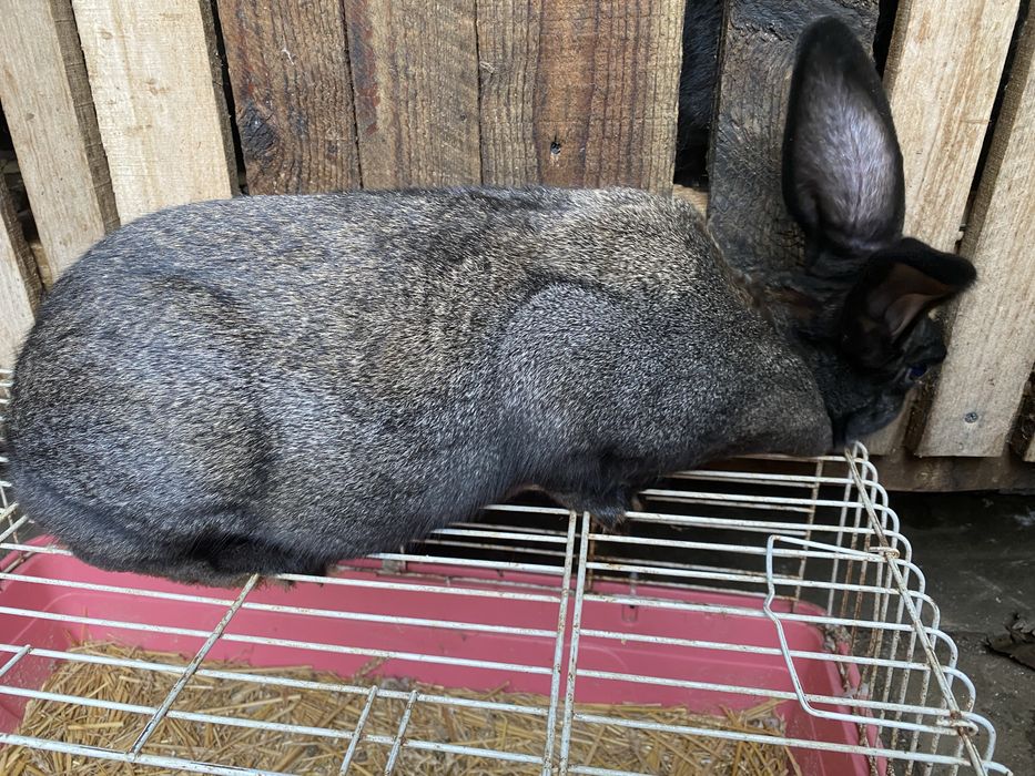 Hicole Francez rasa pura din parinti de exceptie