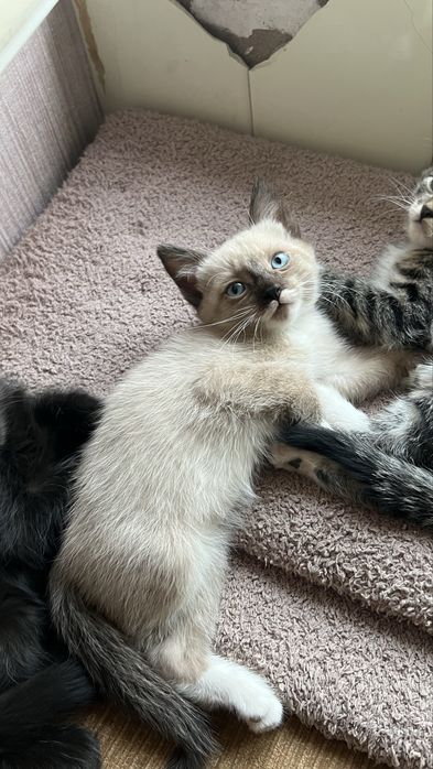 Котята ищут добрый дом