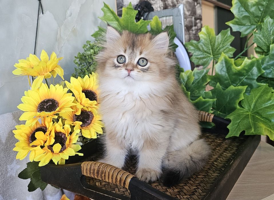 Британски дългокосмести котенца