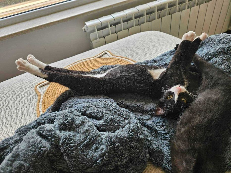 Котараче с благородно сърце търси своя дом