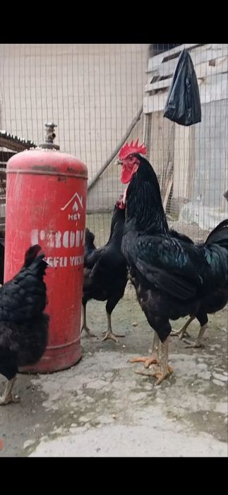 кора шахзода гигант тухумлари сотилади