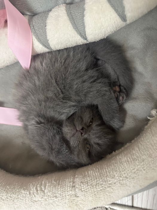 Шотландский вислоухий, котята