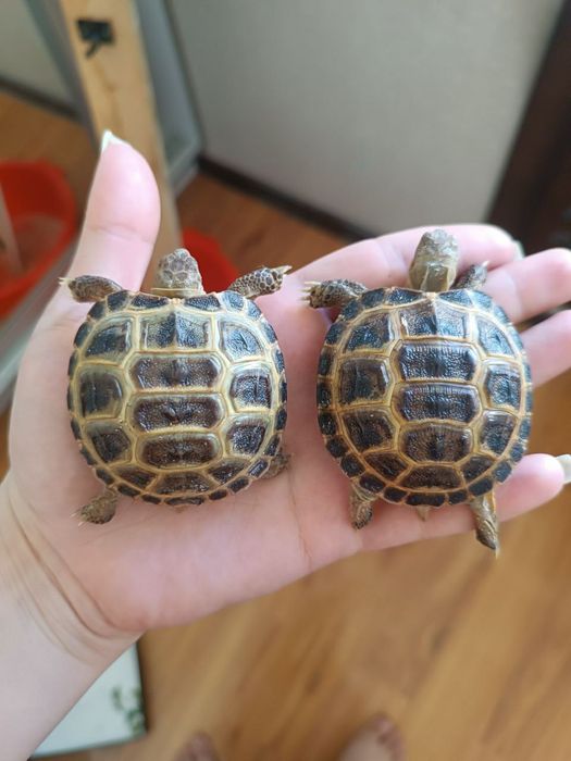 тошбака черепашки маленькие