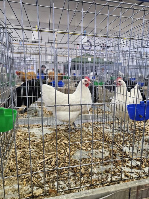 Vand pui Australorp Alb