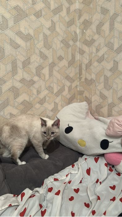 Отдам кота бесплатно