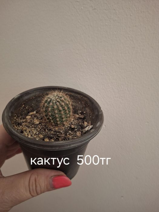 Растения домашние