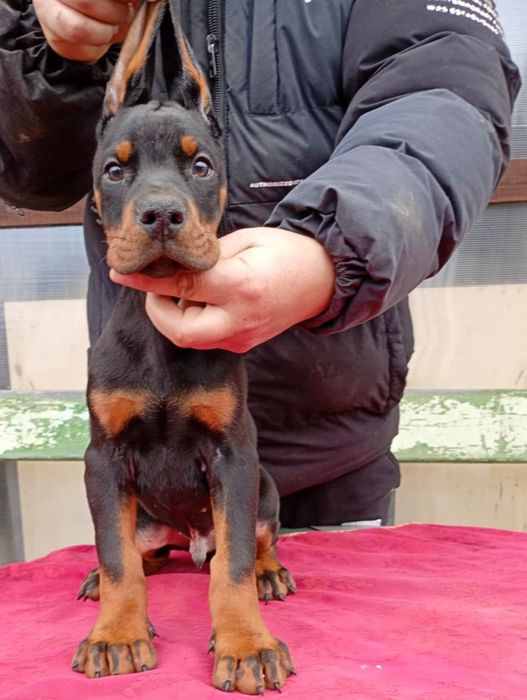 Родословни доберманчета