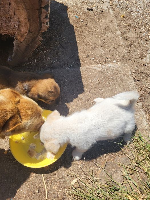 Ofer căței spre adopție
