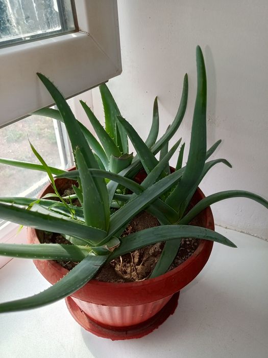 Продам цветы алое