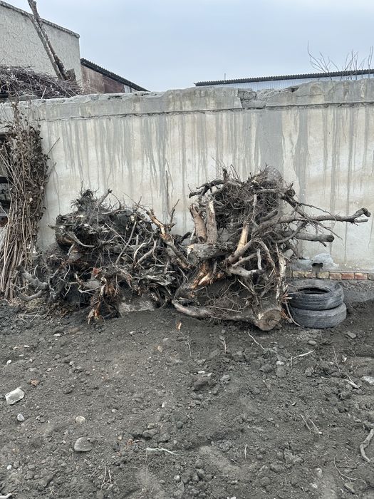 Utin arzon narxda bervoriladi