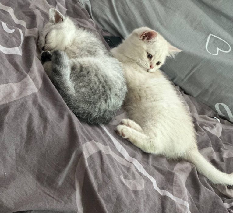 Britanskiy shinshilla va Britanskiy skottish strayt
31-mayda tug’ilgan