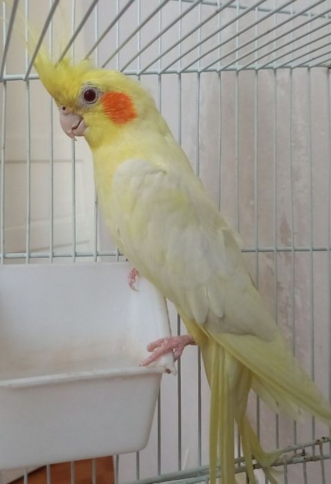 В продаже попугай кареллы